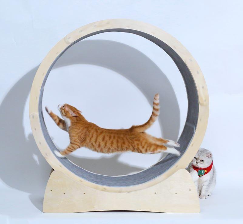 Cat Fitness