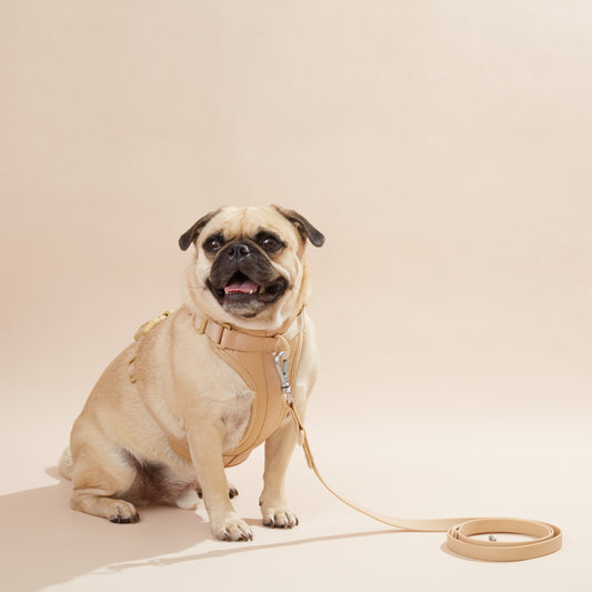 Harness Set-0